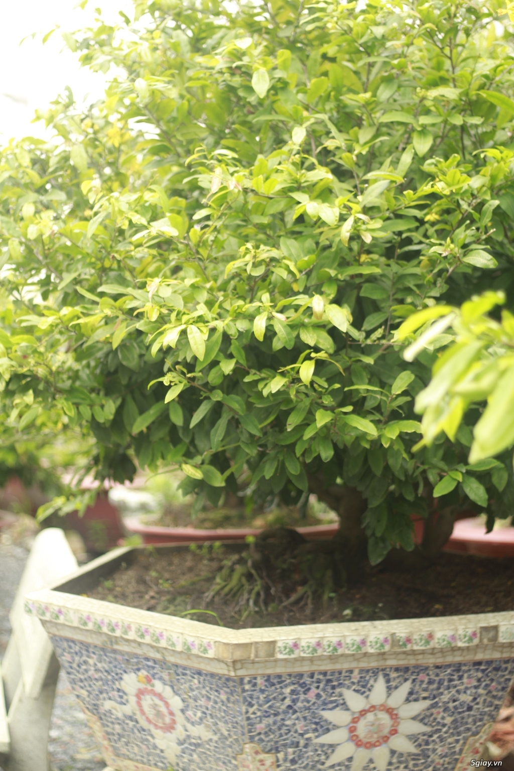 Vườn mai vàng 6 HƯNG...bán,cho thuê mai vàng chưng tết!