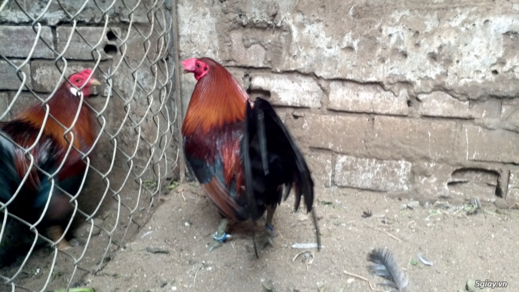 Q12 - Bán gà Mỹ, gà Peru, gà Mỹ lai, gà Peru lai - 34