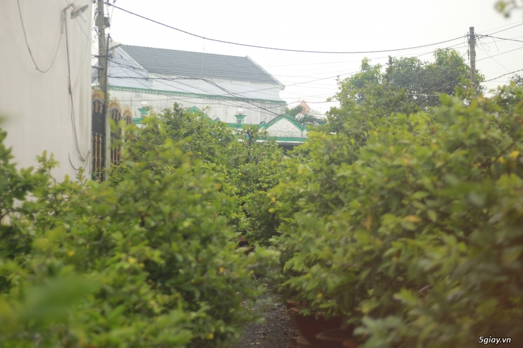 Vườn mai vàng 6 HƯNG...bán,cho thuê mai vàng chưng tết! - 10