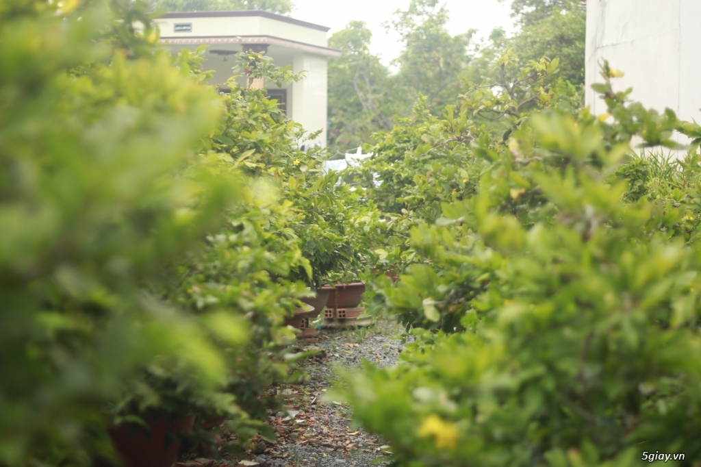 Vườn mai vàng 6 HƯNG...bán,cho thuê mai vàng chưng tết! - 5