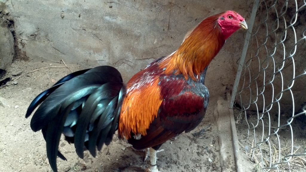 Q12 - Bán gà Mỹ, gà Peru, gà Mỹ lai, gà Peru lai - 7