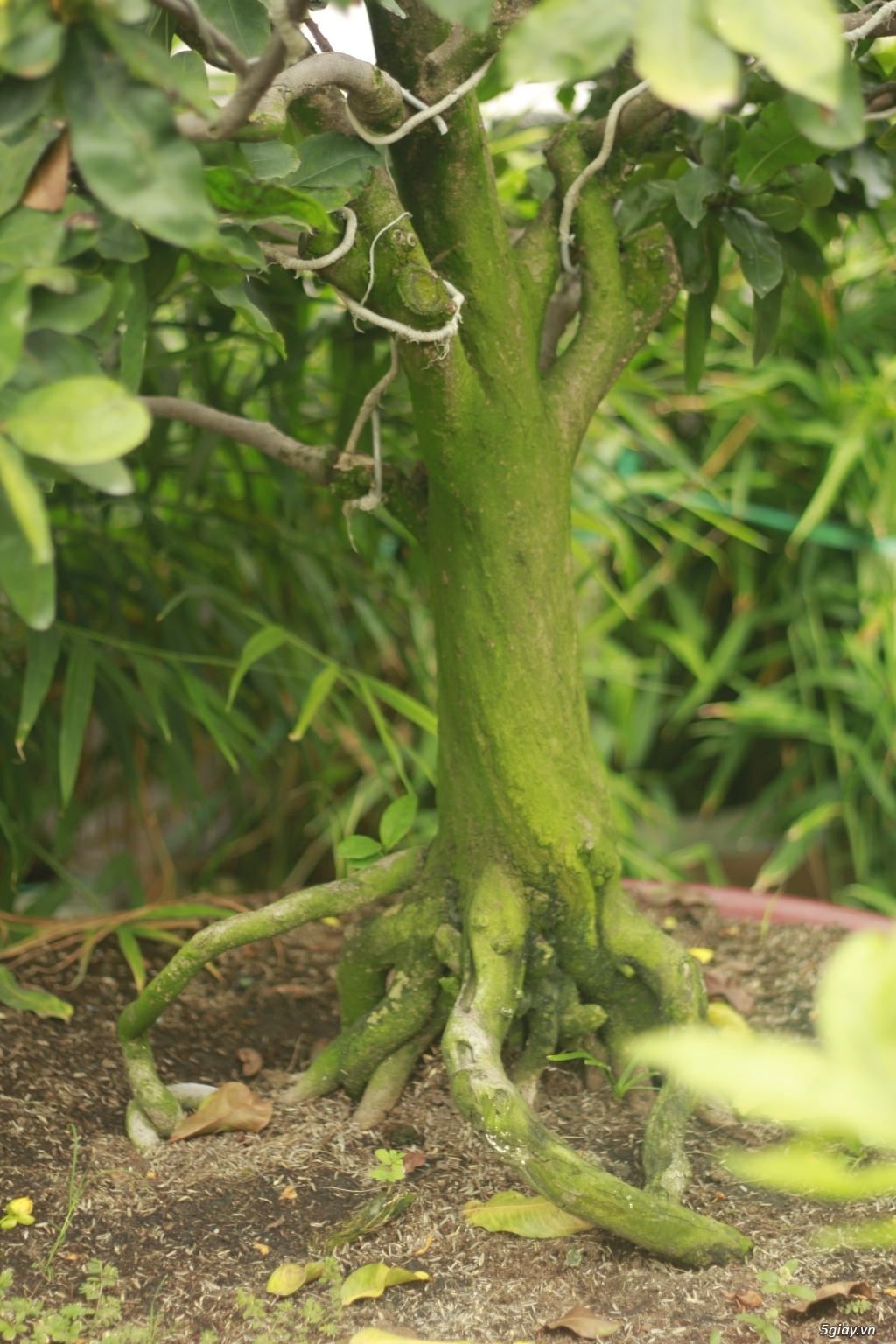 Vườn mai vàng 6 HƯNG...bán,cho thuê mai vàng chưng tết! - 9