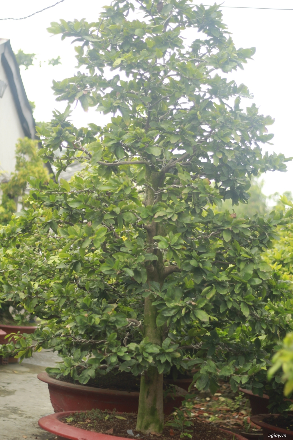 Vườn mai vàng 6 HƯNG...bán,cho thuê mai vàng chưng tết! - 1