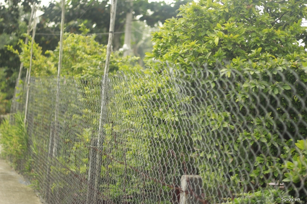 Vườn mai vàng 6 HƯNG...bán,cho thuê mai vàng chưng tết! - 2