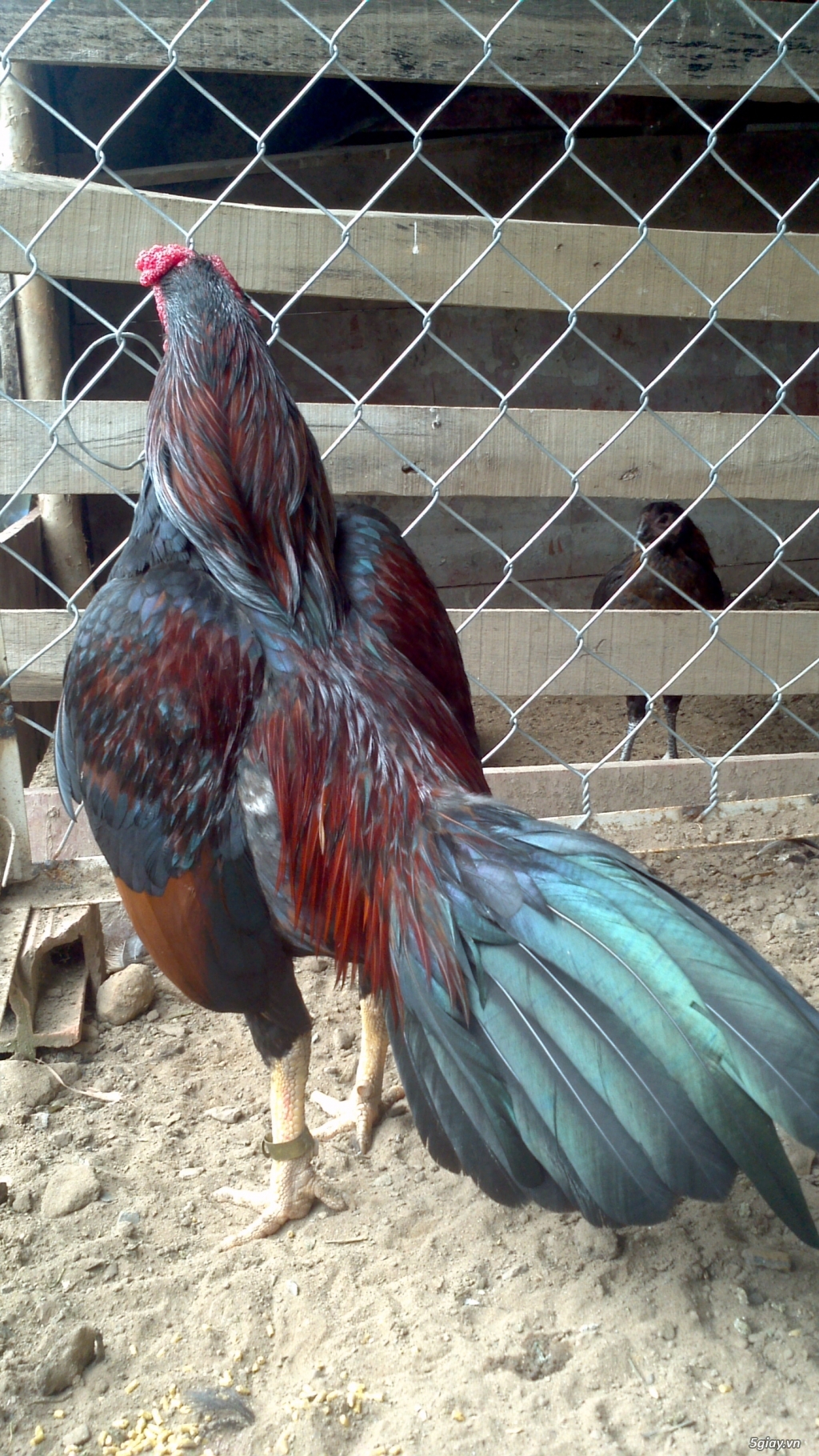 Q12 - Bán gà Mỹ, gà Peru, gà Mỹ lai, gà Peru lai - 19