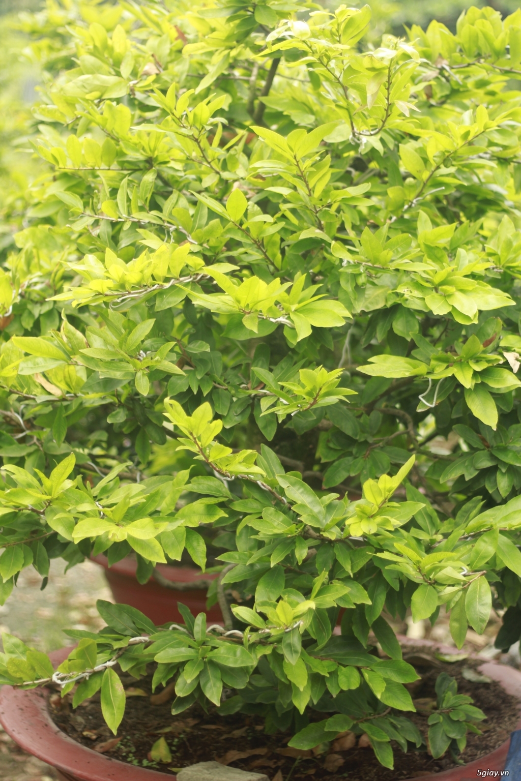 Vườn mai vàng 6 HƯNG...bán,cho thuê mai vàng chưng tết! - 8