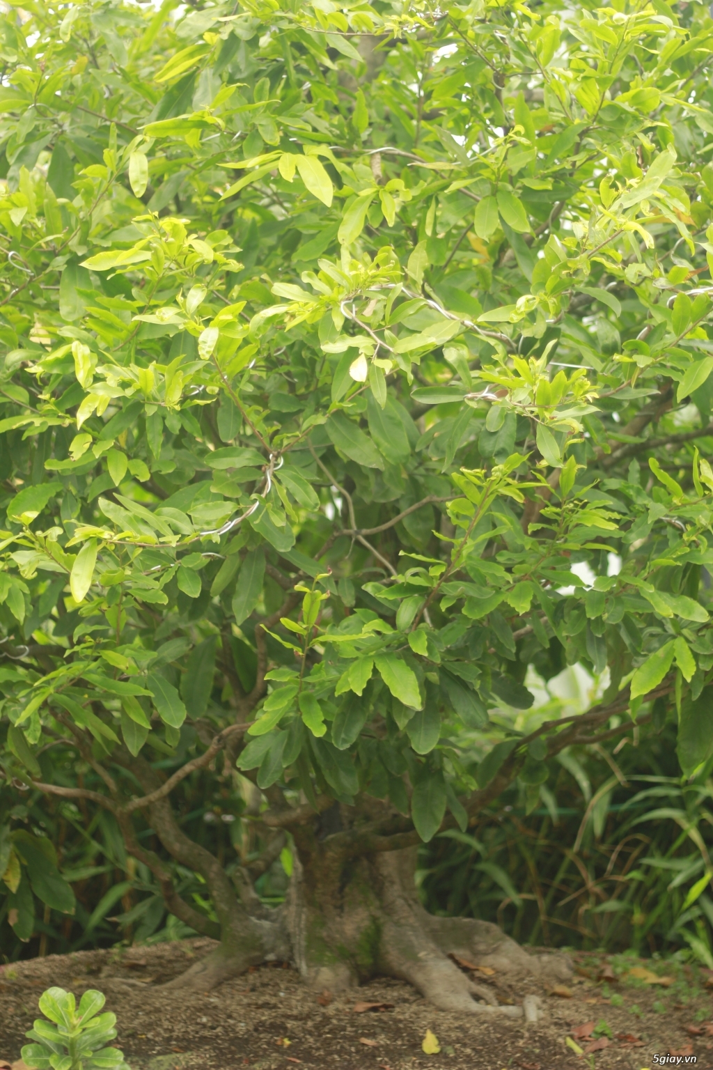 Vườn mai vàng 6 HƯNG...bán,cho thuê mai vàng chưng tết! - 3