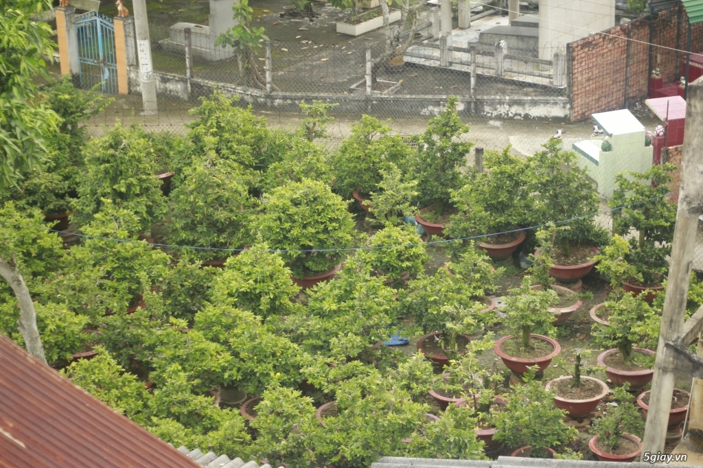 Vườn mai vàng 6 HƯNG...bán,cho thuê mai vàng chưng tết! - 13