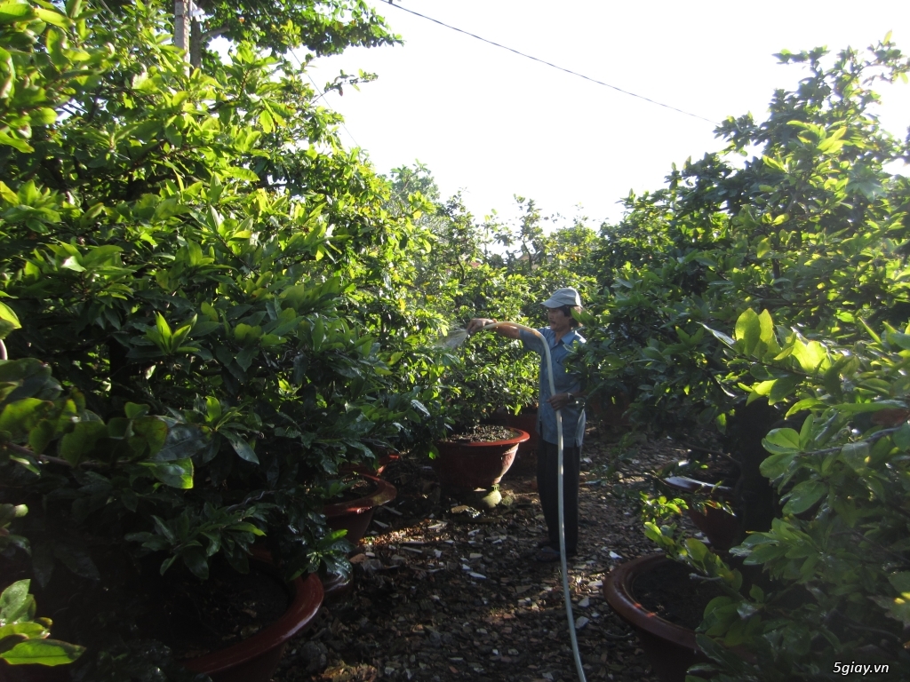 Vườn mai vàng 6 HƯNG...bán,cho thuê mai vàng chưng tết! - 15