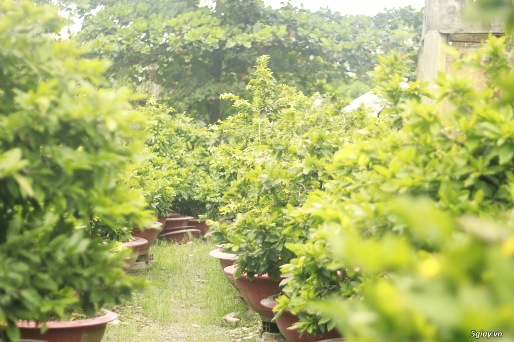 Vườn mai vàng 6 HƯNG...bán,cho thuê mai vàng chưng tết! - 7