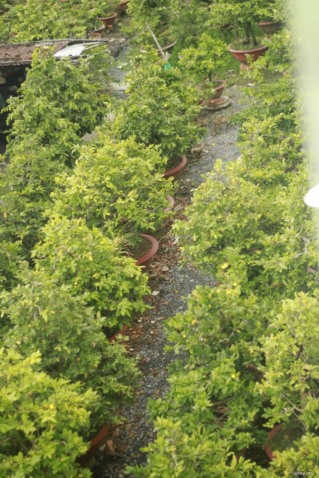 Vườn mai vàng 6 HƯNG...bán,cho thuê mai vàng chưng tết! - 14