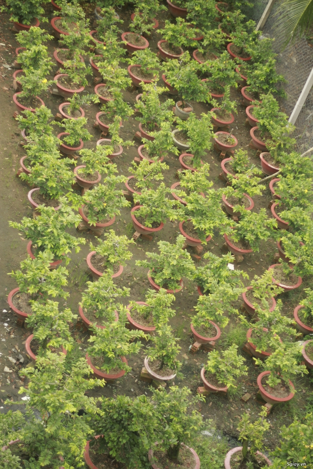 Vườn mai vàng 6 HƯNG...bán,cho thuê mai vàng chưng tết! - 11