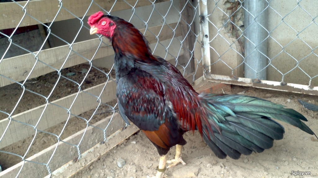 Q12 - Bán gà Mỹ, gà Peru, gà Mỹ lai, gà Peru lai - 18