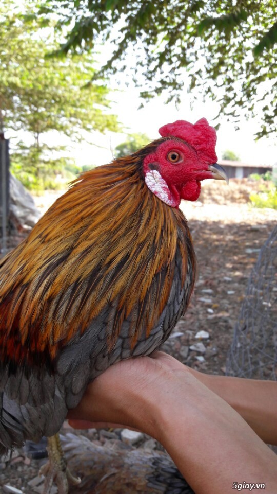 Gà tre xám cú - xám khét  + cặp gà rừng. - 1