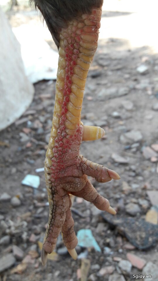 Gà tre xám cú - xám khét  + cặp gà rừng. - 15