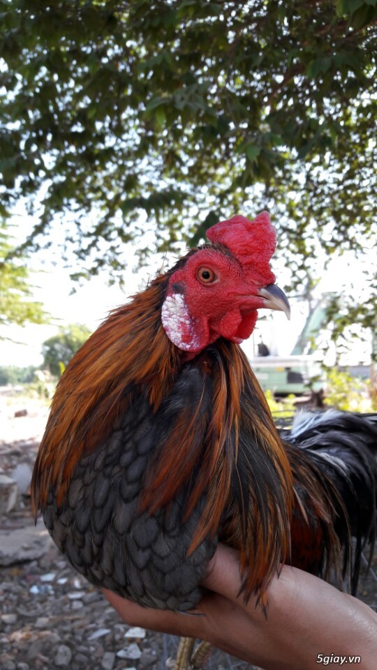 Gà tre xám cú - xám khét  + cặp gà rừng. - 2