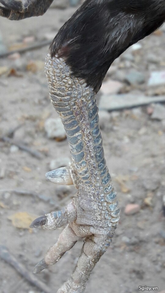 Gà tre xám cú - xám khét  + cặp gà rừng. - 23