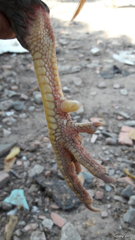 Gà tre xám cú - xám khét  + cặp gà rừng. - 13