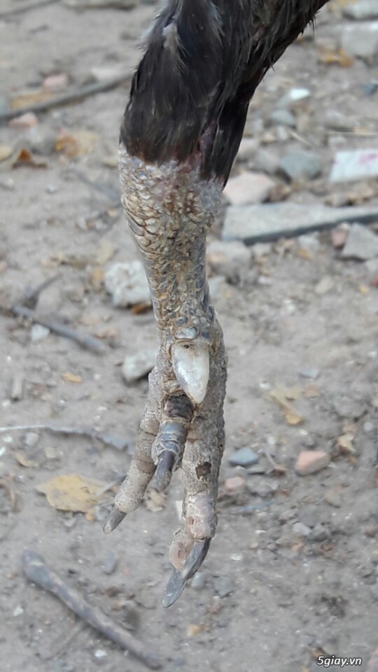 Gà tre xám cú - xám khét  + cặp gà rừng. - 22