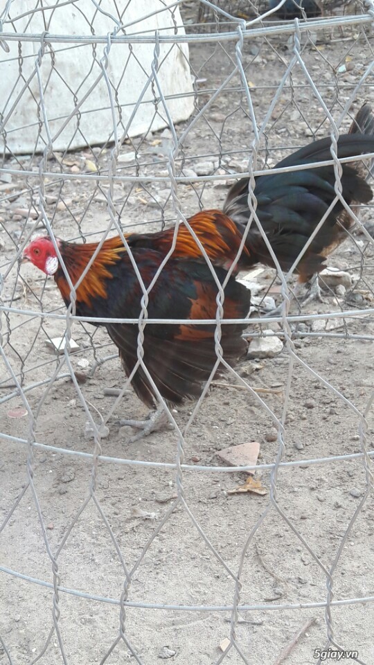 Gà tre xám cú - xám khét  + cặp gà rừng. - 19