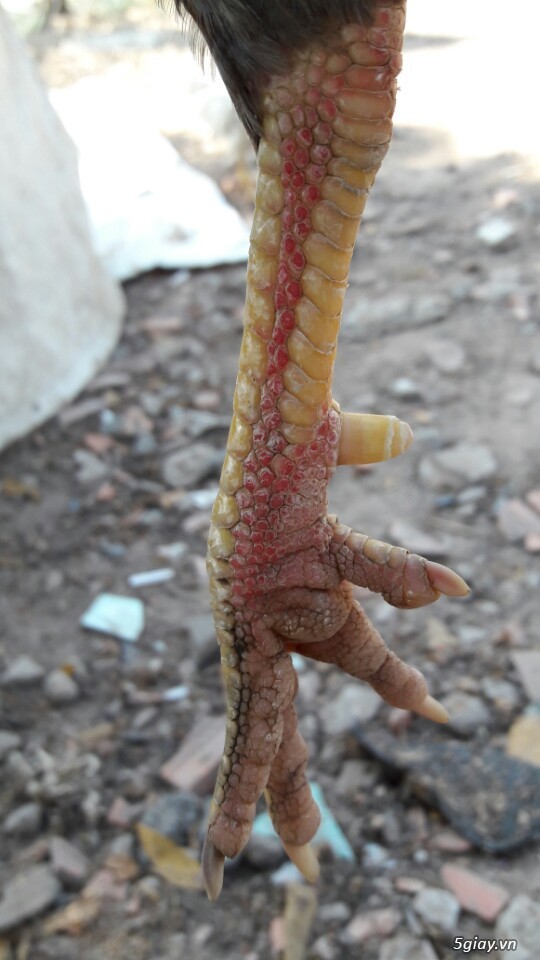 Gà tre xám cú - xám khét  + cặp gà rừng. - 14