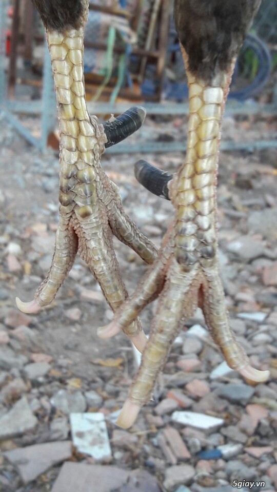 Gà tre xám cú - xám khét  + cặp gà rừng. - 5