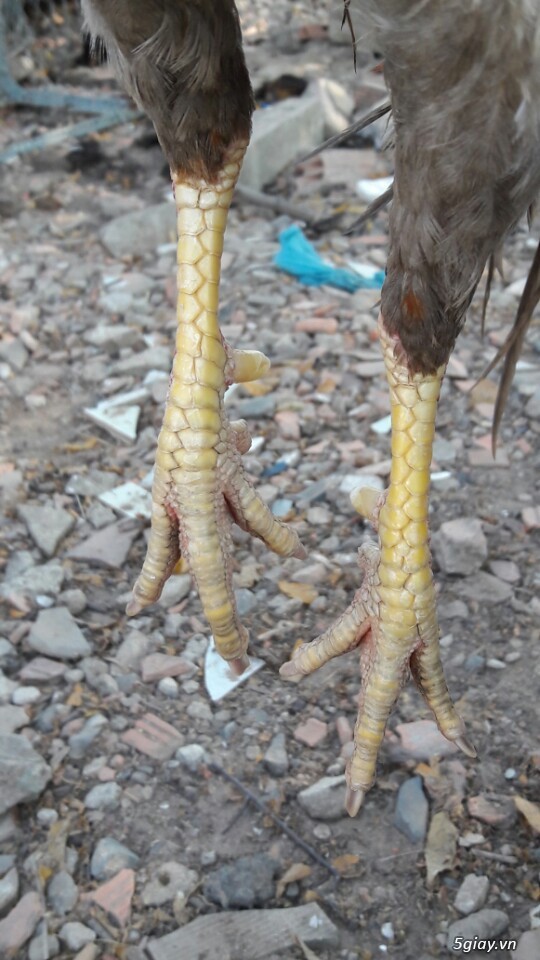 Gà tre xám cú - xám khét  + cặp gà rừng. - 11