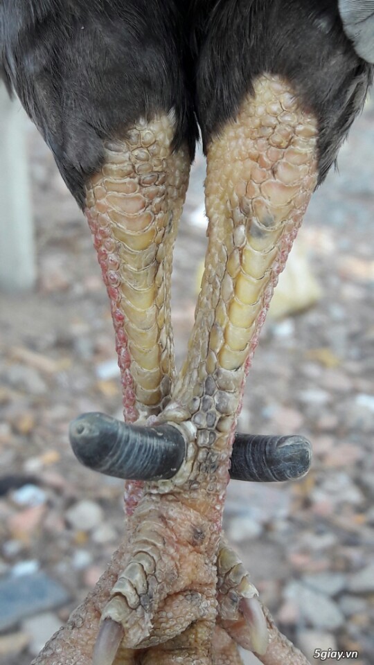 Gà tre xám cú - xám khét  + cặp gà rừng. - 7