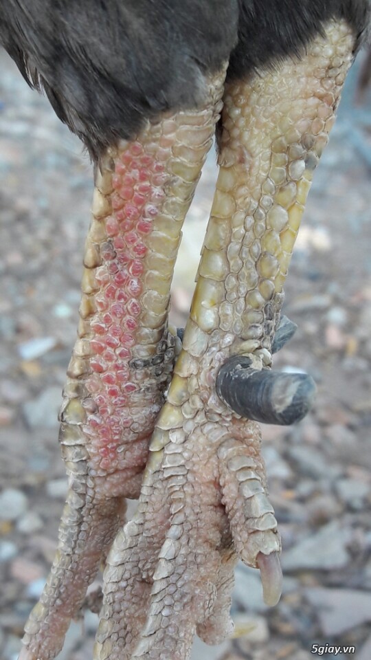 Gà tre xám cú - xám khét  + cặp gà rừng. - 6