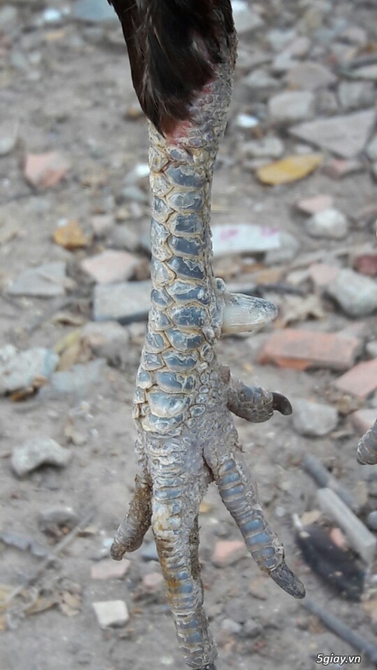 Gà tre xám cú - xám khét  + cặp gà rừng. - 24