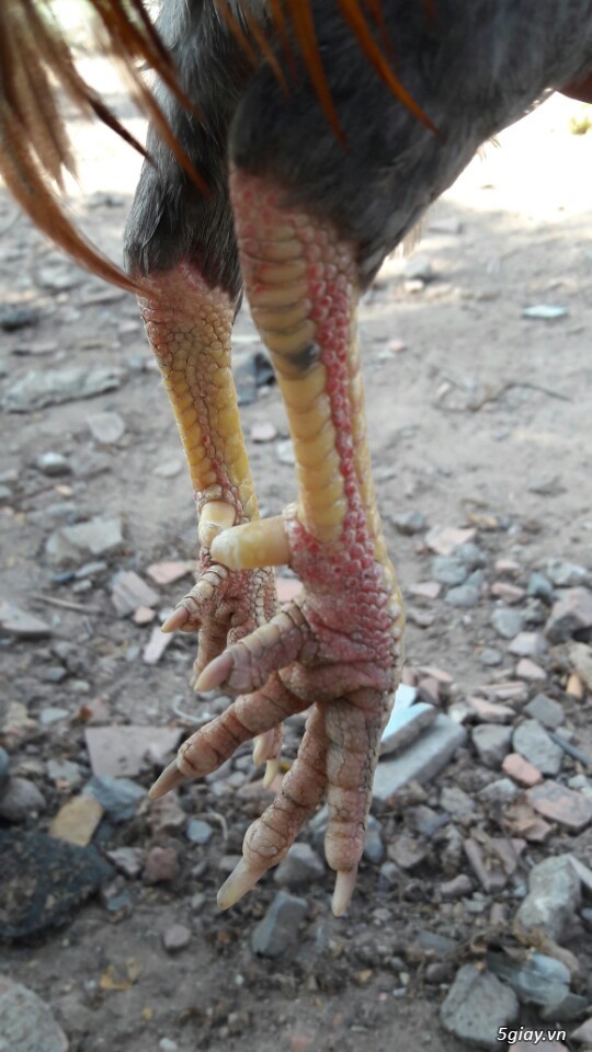 Gà tre xám cú - xám khét  + cặp gà rừng. - 16