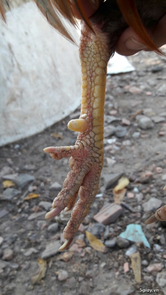 Gà tre xám cú - xám khét  + cặp gà rừng. - 12