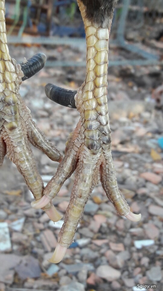 Gà tre xám cú - xám khét  + cặp gà rừng. - 4