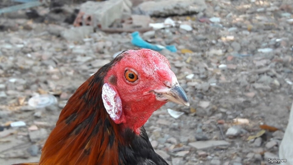 Gà tre xám cú - xám khét  + cặp gà rừng. - 21