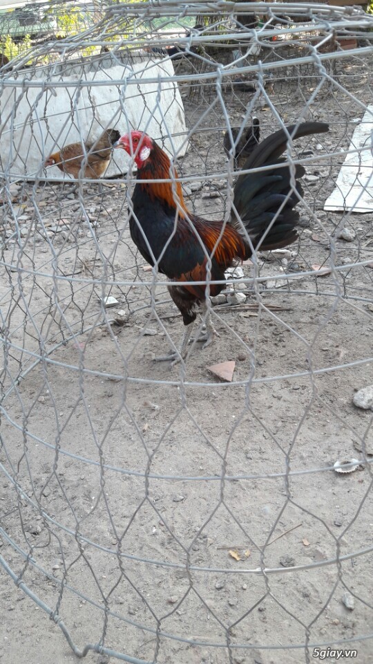 Gà tre xám cú - xám khét  + cặp gà rừng. - 18