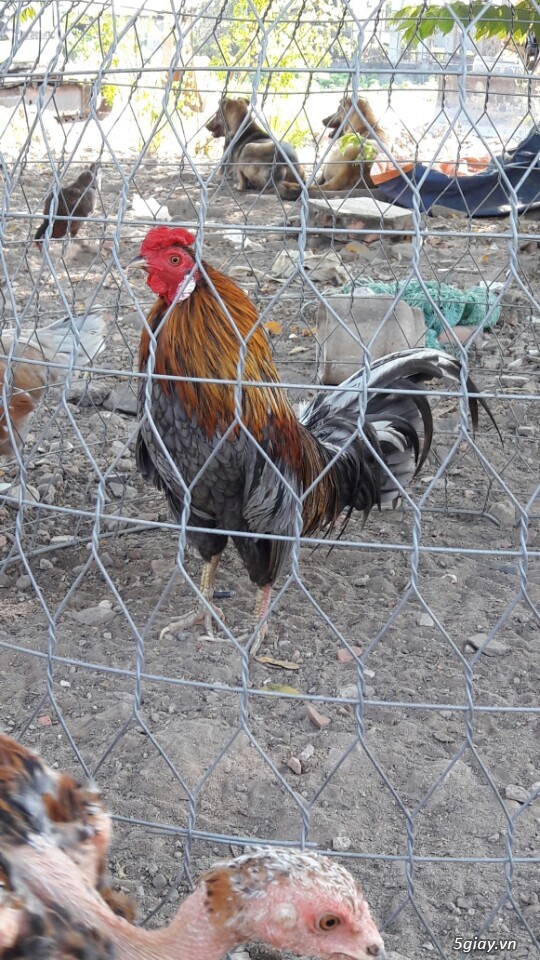 Gà tre xám cú - xám khét  + cặp gà rừng.
