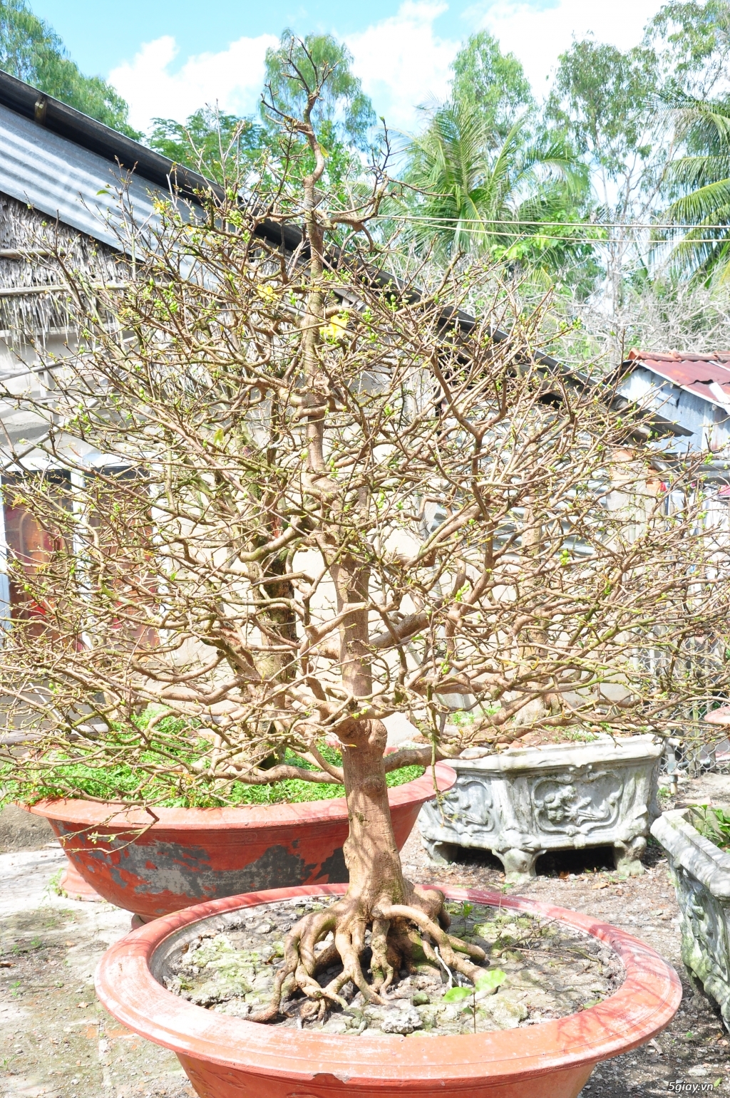 Vườn Mai hơn 100 cây cần bán ( tại Tam Bình Vĩnh Long ĐT 0939114979 ) - 7