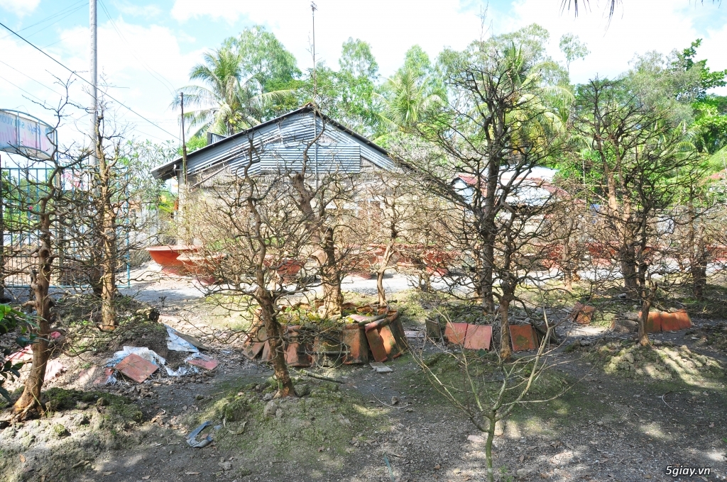 Vườn Mai hơn 100 cây cần bán ( tại Tam Bình Vĩnh Long ĐT 0939114979 ) - 18