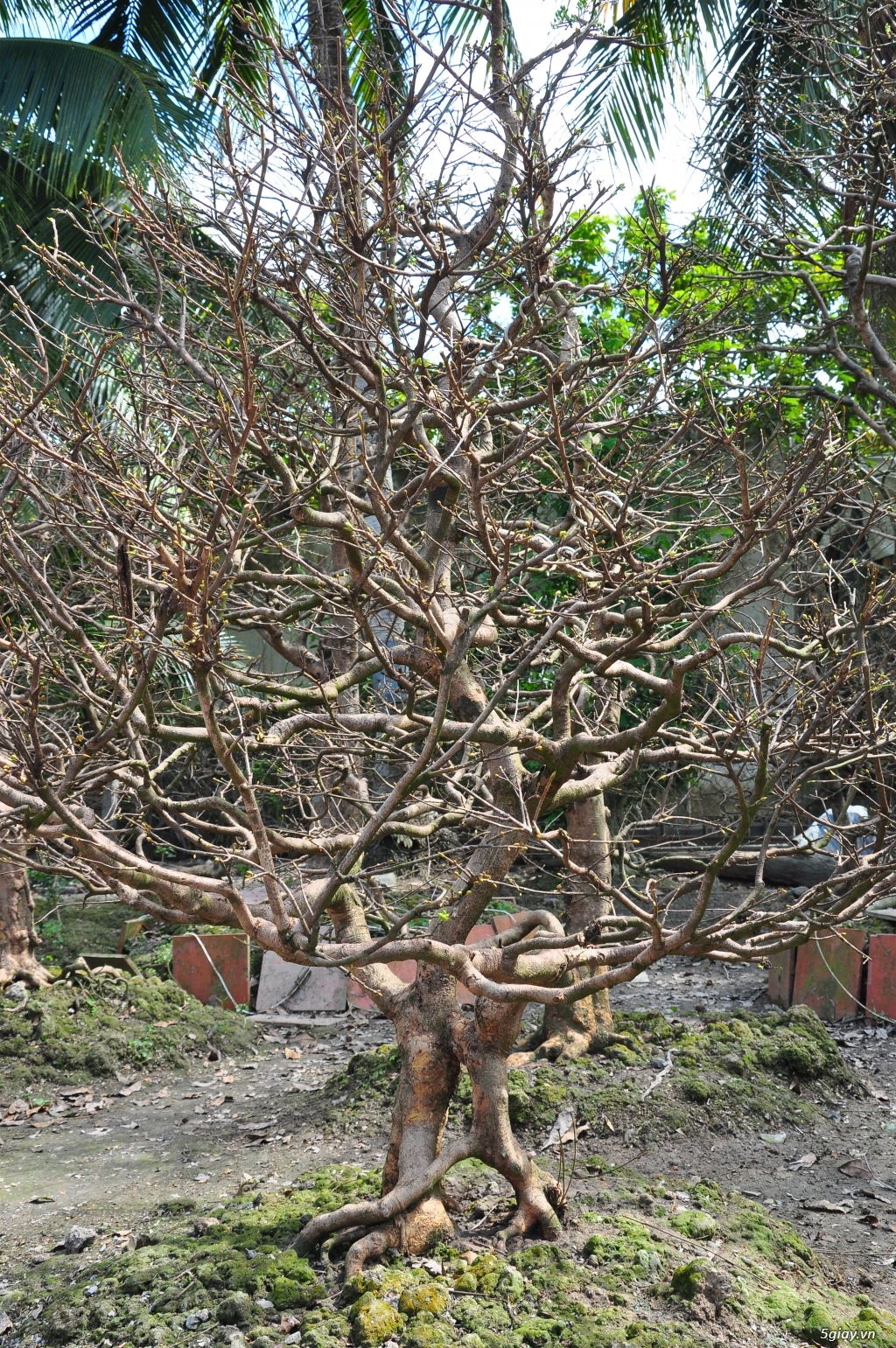 Vườn Mai hơn 100 cây cần bán ( tại Tam Bình Vĩnh Long ĐT 0939114979 ) - 9