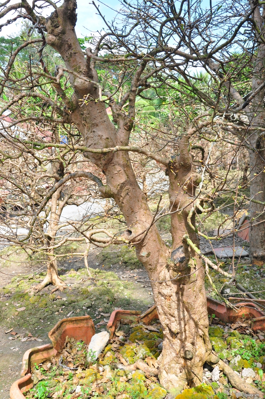 Vườn Mai hơn 100 cây cần bán ( tại Tam Bình Vĩnh Long ĐT 0939114979 ) - 8