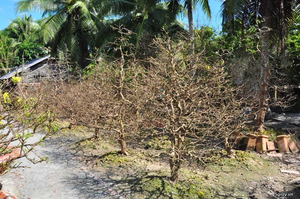Vườn Mai hơn 100 cây cần bán ( tại Tam Bình Vĩnh Long ĐT 0939114979 ) - 19