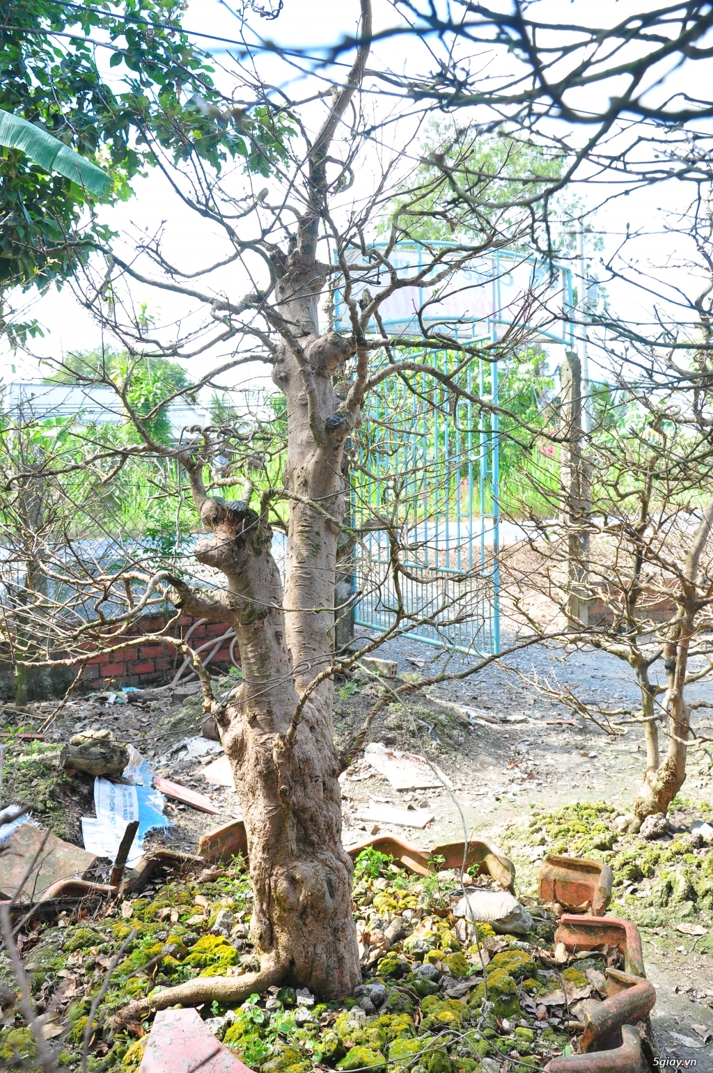 Vườn Mai hơn 100 cây cần bán ( tại Tam Bình Vĩnh Long ĐT 0939114979 ) - 11