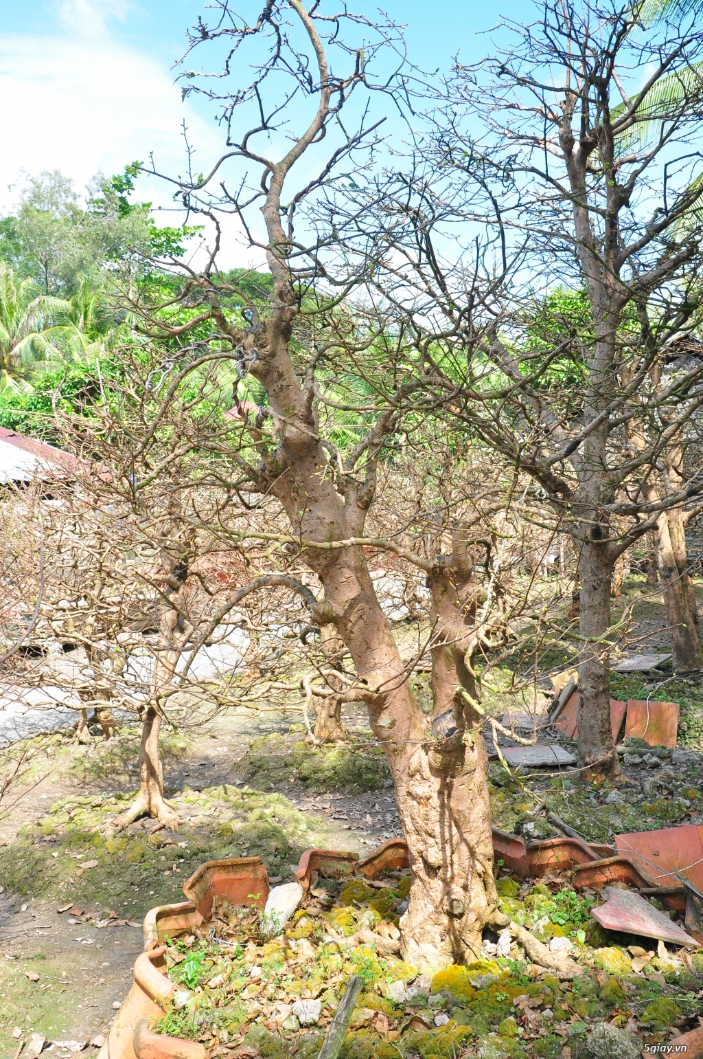 Vườn Mai hơn 100 cây cần bán ( tại Tam Bình Vĩnh Long ĐT 0939114979 ) - 6