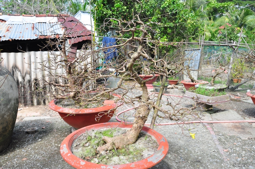 Vườn Mai hơn 100 cây cần bán ( tại Tam Bình Vĩnh Long ĐT 0939114979 ) - 2