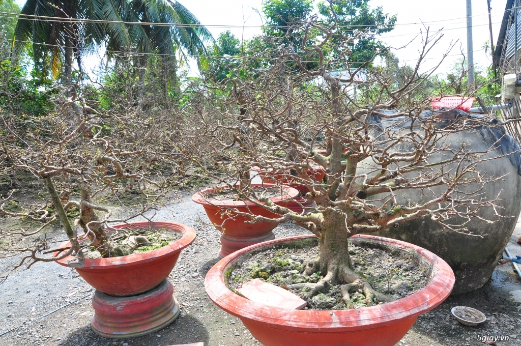 Vườn Mai hơn 100 cây cần bán ( tại Tam Bình Vĩnh Long ĐT 0939114979 ) - 4