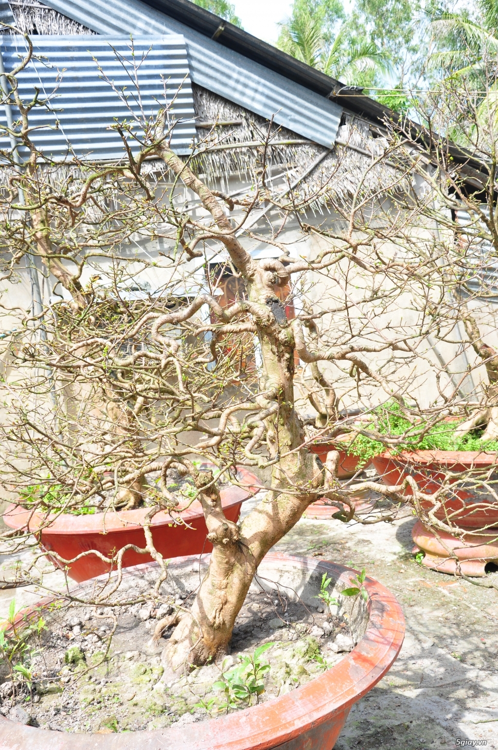 Vườn Mai hơn 100 cây cần bán ( tại Tam Bình Vĩnh Long ĐT 0939114979 ) - 5
