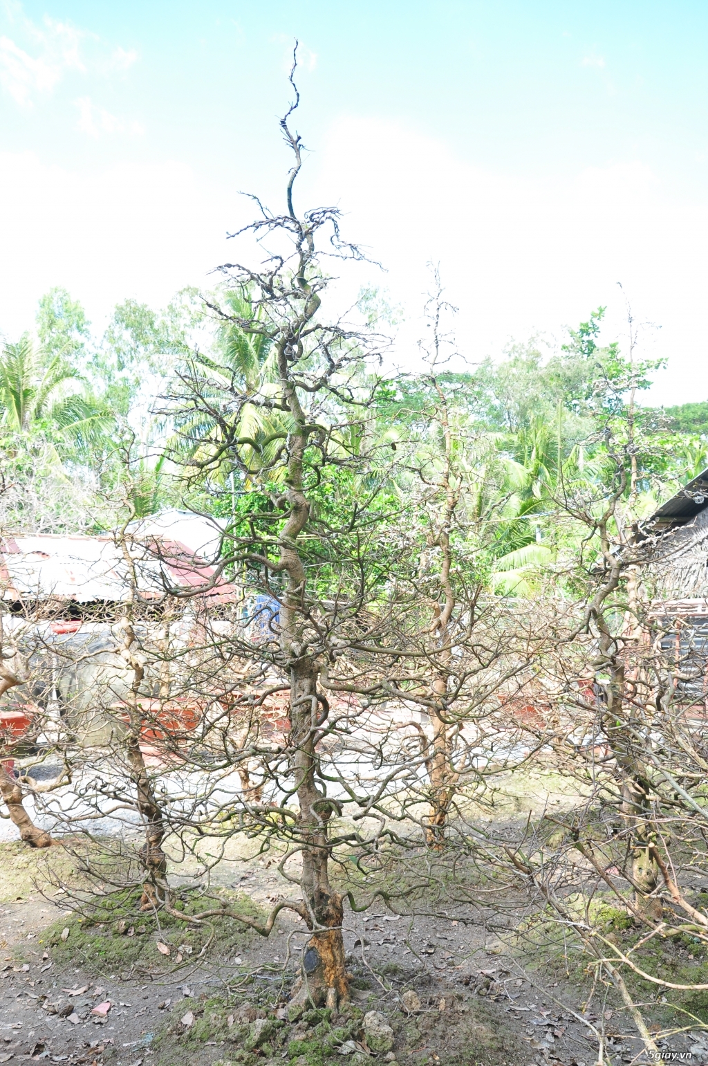 Vườn Mai hơn 100 cây cần bán ( tại Tam Bình Vĩnh Long ĐT 0939114979 ) - 12