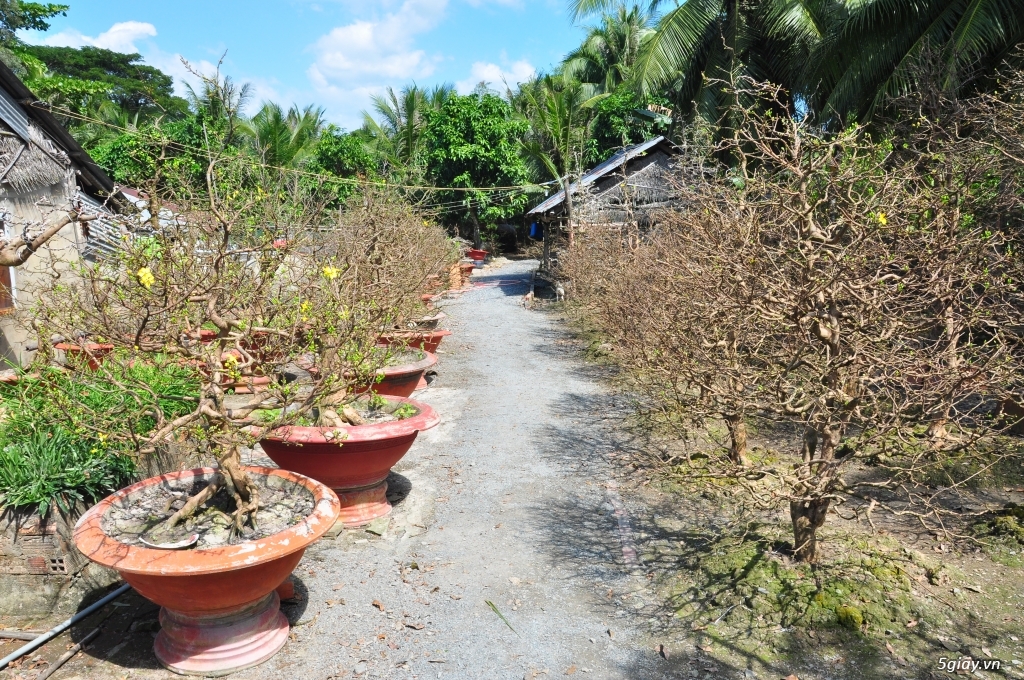 Vườn Mai hơn 100 cây cần bán ( tại Tam Bình Vĩnh Long ĐT 0939114979 ) - 16