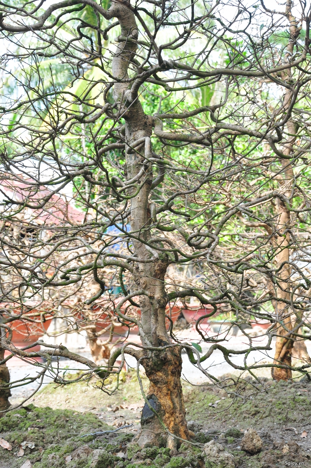 Vườn Mai hơn 100 cây cần bán ( tại Tam Bình Vĩnh Long ĐT 0939114979 ) - 10