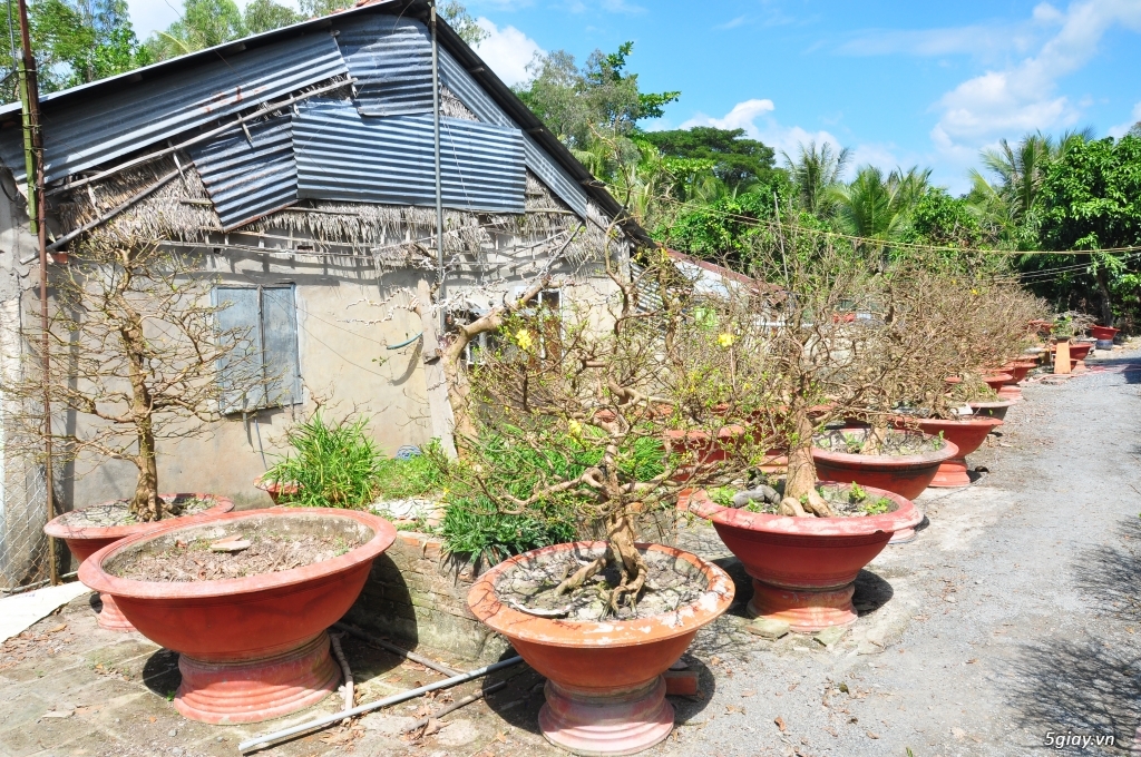Vườn Mai hơn 100 cây cần bán ( tại Tam Bình Vĩnh Long ĐT 0939114979 ) - 17
